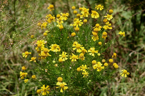 معرفی و راهنمای پرورش گیاهان دارویی - گل راسن تلخ